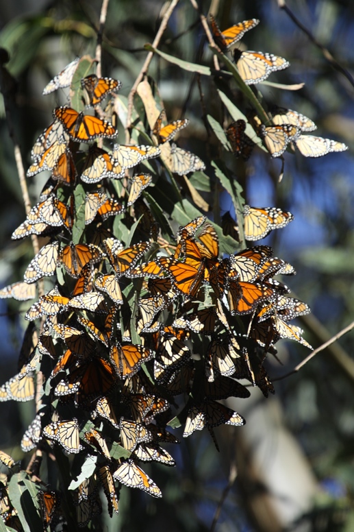 monarchs